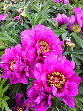 Paeonia ITOH 'Morning Lilac' 3 gallon 