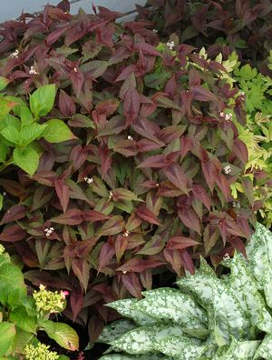 Persicaria microcephala 'Chocolate Dragon'