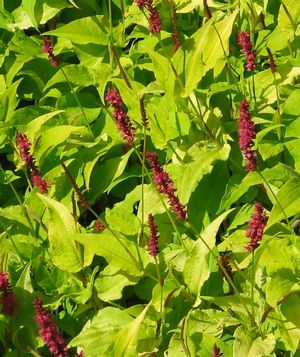 Persicaria amplexicaule 'Golden Arrows'