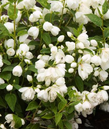 Philadelphus x 'Snowbelle'  