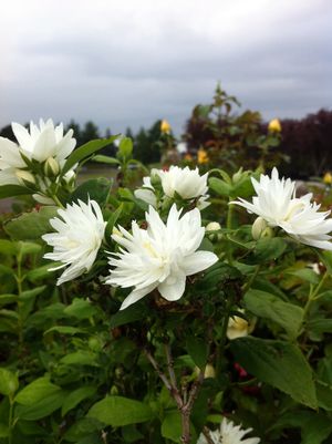 Philadelphus x 'Miniature Snowflake'