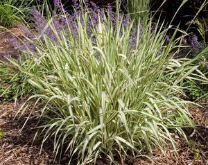 Phalaris arundinacea Strawberries and Cream  (Feesy's Form)