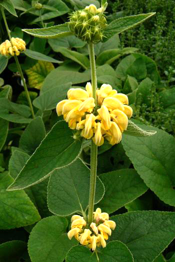 Phlomis russeliana 