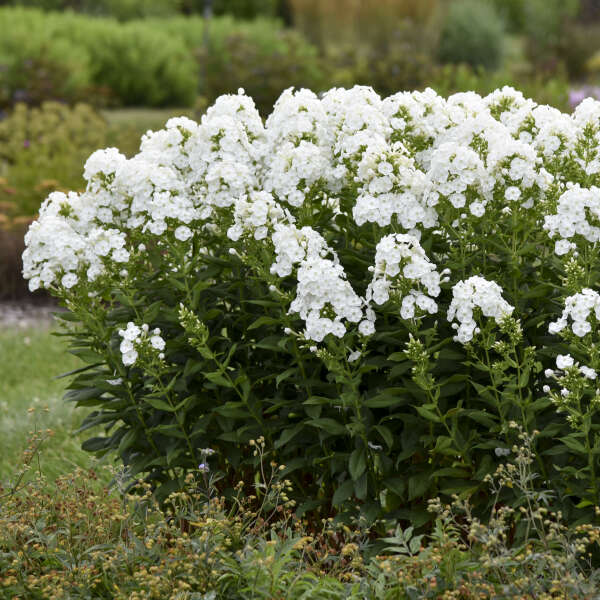 Phlox paniculata 'Backlight'  