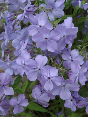 Phlox divaricatus 'Blue Moon'