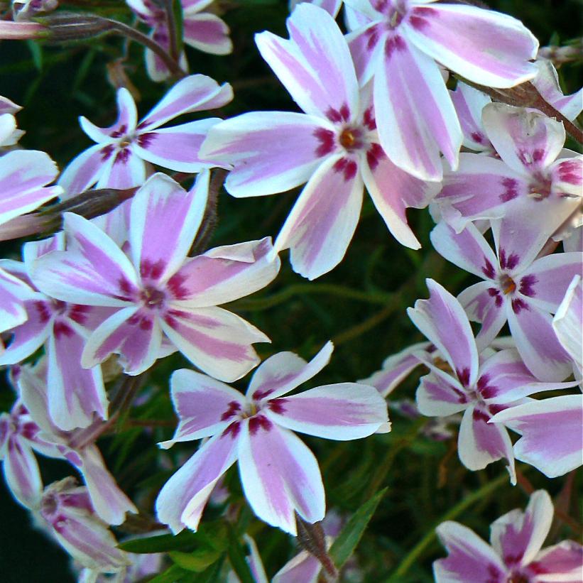 Phlox subulata 'Candy Stripe'   NEW