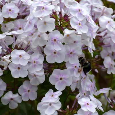 Phlox paniculata x 'Fashionably Early Crystal' 