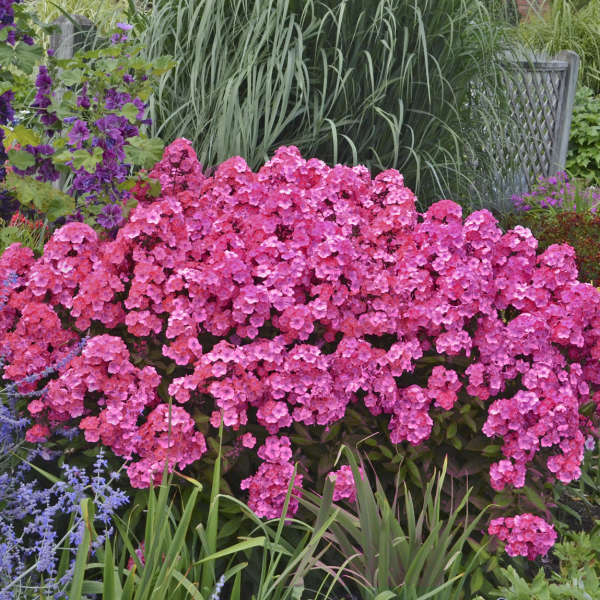 Phlox paniculata 'Glamour Girl' 