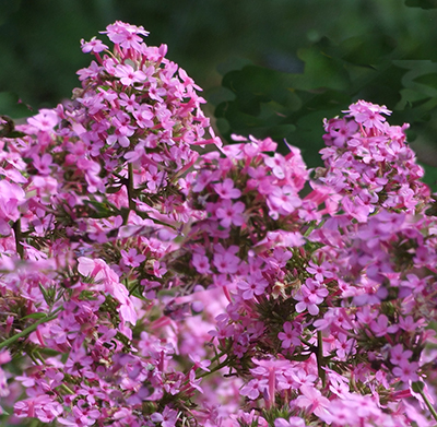 Phlox paniculata 'Jeana'    NEW