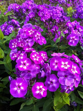 Phlox paniculata 'Laura'