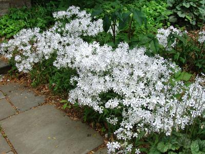 Phlox divaricatus 'Maybreeze'