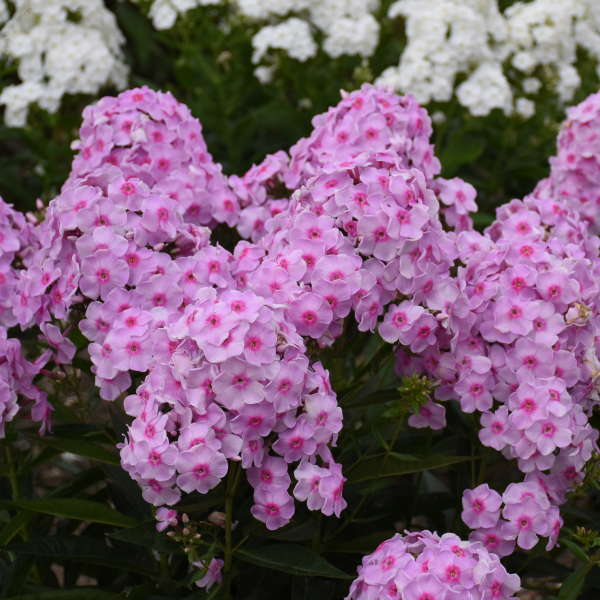 Phlox paniculata 'Opalescene'  