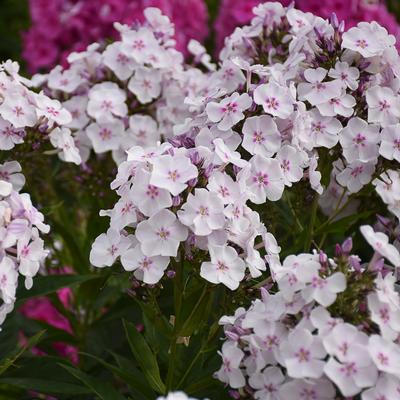 Phlox paniculata 'Party Girl'