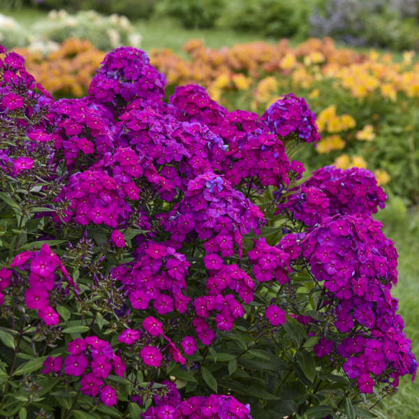 Phlox paniculata 'Ultraviolet'