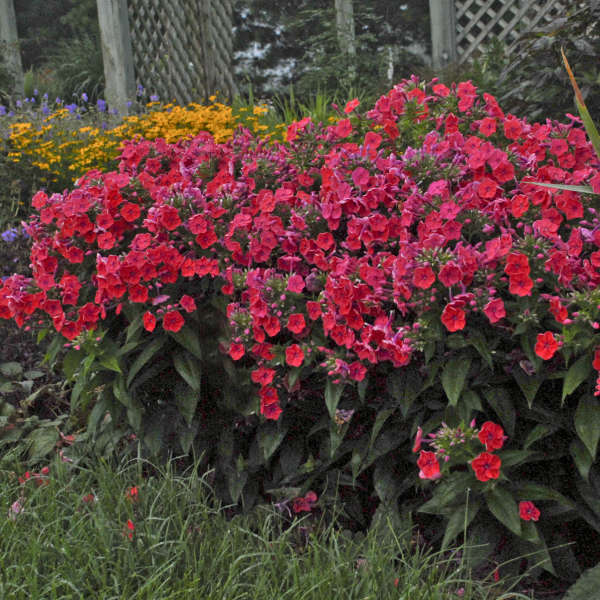 Phlox paniculata 'FLAME Coral'  