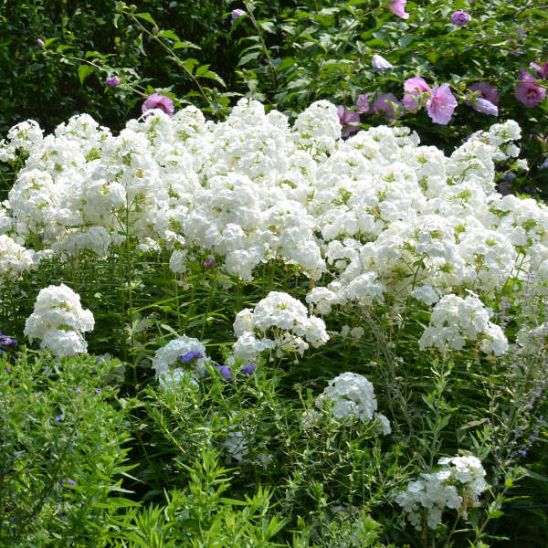 Phlox paniculata 'David'