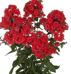 Phlox paniculata 'FLAME Red'    