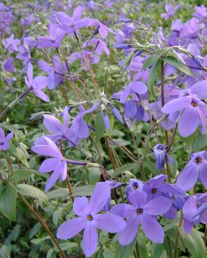 Phlox stolonifera 'Sherwood Purple'