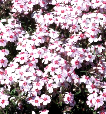 Phlox subulata 'Coral Eye'