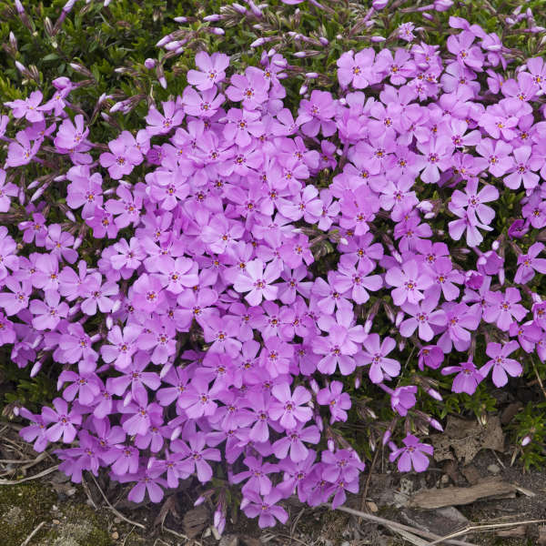 Phlox subulata 'Emerald Pink'  