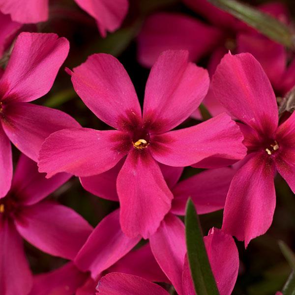 Phlox subulata 'Scarlet Flame' 