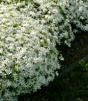 Phlox subulata 'Snowflake'