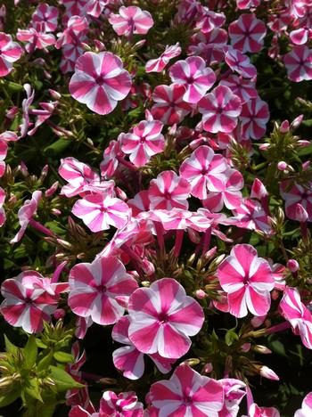 Phlox paniculata 'Peppermint Twist'  