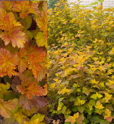 Physocarpus opulifolius 'Amber Jubilee' 