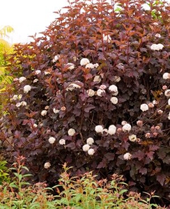 Physocarpus opulifolius 'Diablo'