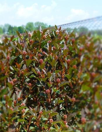 Physocarpus opulifolius 'Little Devil' 