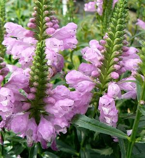 Physostegia virginiana 'Vivid'