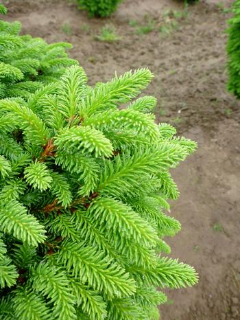 Picea abies 'Little Gem'