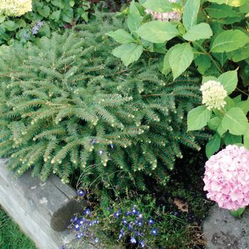 Picea abies 'Nidiformis'