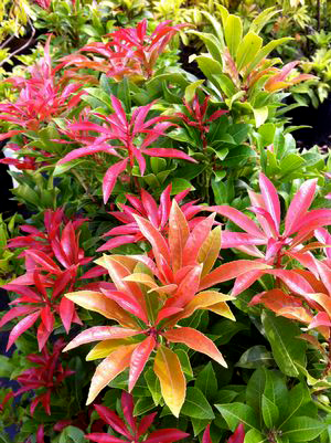 Pieris japonica `Mountain Fire