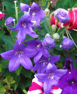 Platycodon grandiflorus 'Astra Blue'