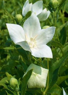 Platycodon grandiflorus 'Astra White'