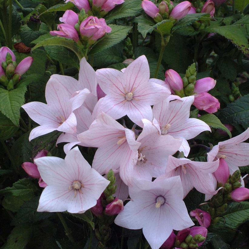 Platycodon grandiflorus 'Astra Pink'    NEW