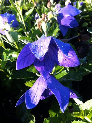 Platycodon grandiflorus 'Sentimental Blue'