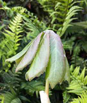 Podophyllum peltatum