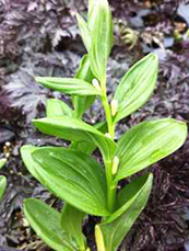 Polygonatum humile