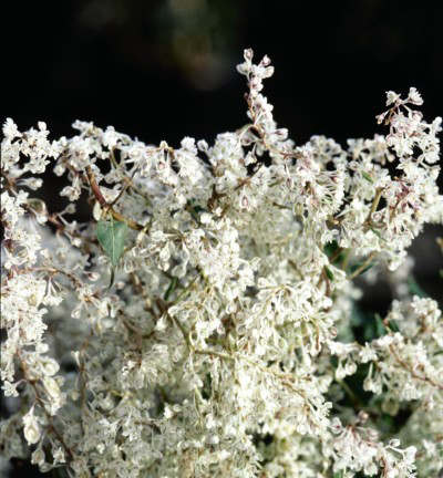 Polygonum aubertii