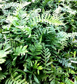 Polypodium vulgare