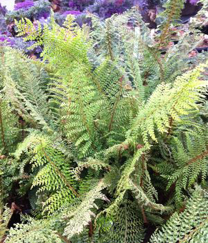 Polystichum setiferum  'Herrenhausen'