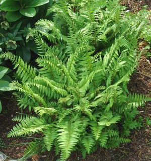 Polystichum acrostichoides