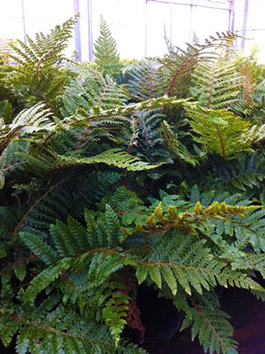 Polystichum polyblepharum