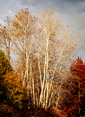 Populus tremuloides   NEW