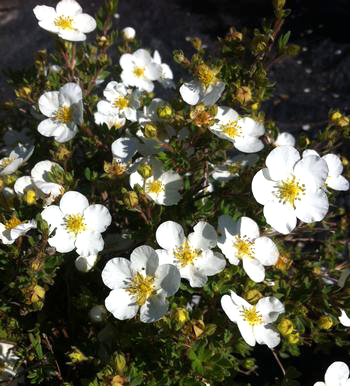 Potentilla fruticosa 'Abbotswood' 