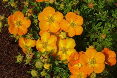 Potentilla fruticosa 'Bella Sol' 