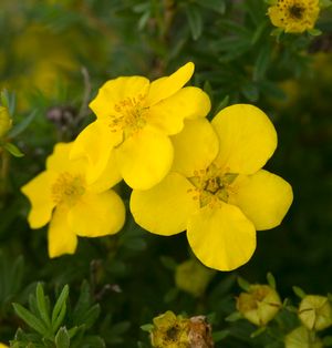 Potentilla fruticosa 'Goldfinger' 