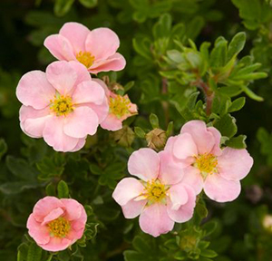 Potentilla fruticosa 'Pink Beauty